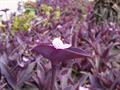 Tradescantia pallida